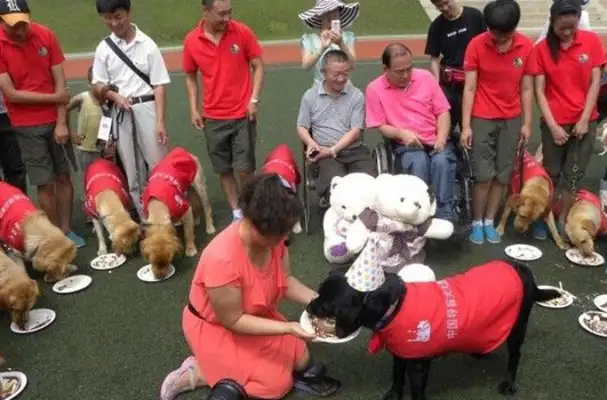 The continent's guide dog Jenny retired after eight years, accompanying her new owner