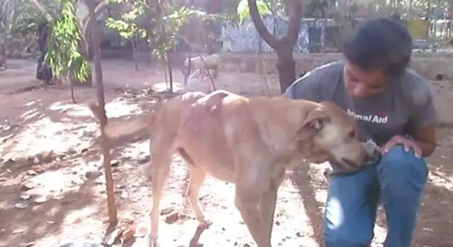 The dog's jaw has a balloon