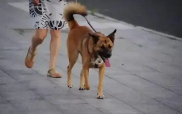 The dog suddenly broke off the rope and screamed at the car on the road