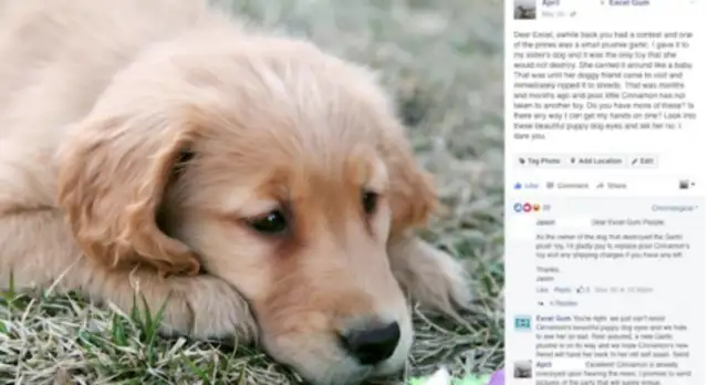 It's so sad that a dog's friend bit the garlic doll