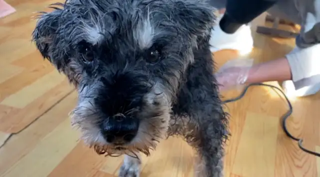 A dog abandoned by his master in a garbage can, smelled like a stench, hoping for more love in this world