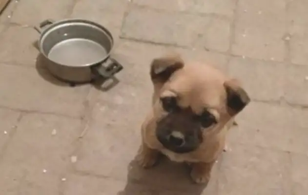 I found a stray dog in front of the factory, and the girls wanted to adopt
