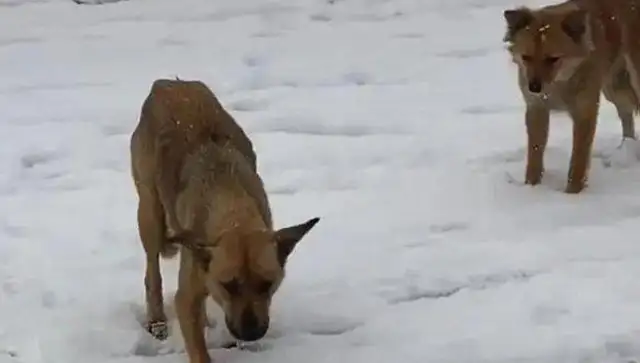 When she got away with an arrow, she insisted on going back to the dog and feeding her. Ouch