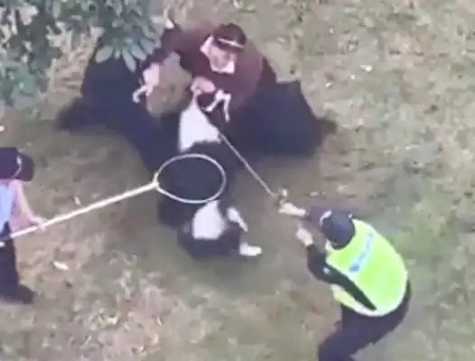 Ma'am was caught by three security guards who couldn't get a dog certificate