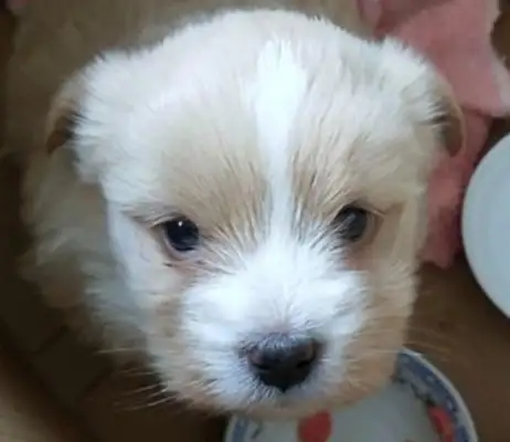 The little stray dog was afraid to cross the street, and after the girl held it, the little one followed