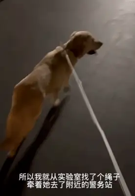 Picked up a dog, accidentally got him a civil servant job