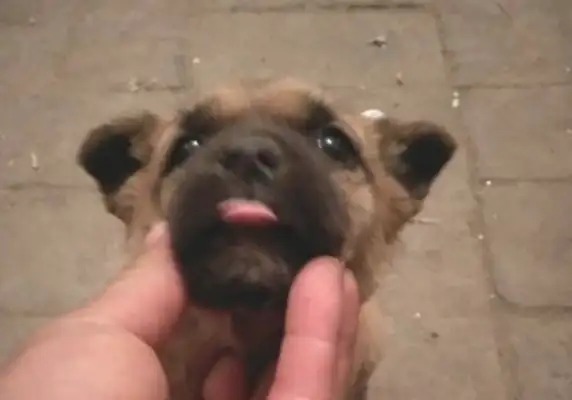 I found a stray dog in front of the factory, and the girls wanted to adopt