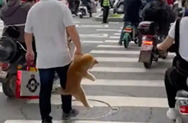 When you cross the street, you bring up the dog. Dog: Am I a handbag