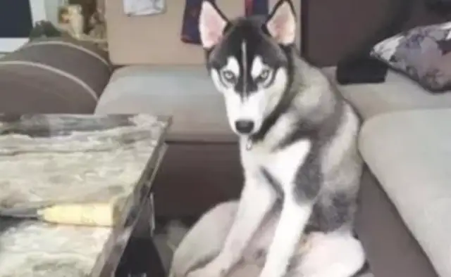 Two-hundred-hundred bit the table in the house. The owner changed a natural marble to make him suspect the dog
