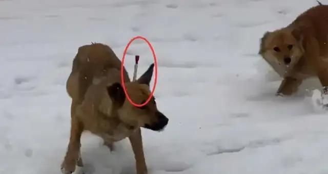 When she got away with an arrow, she insisted on going back to the dog and feeding her. Ouch
