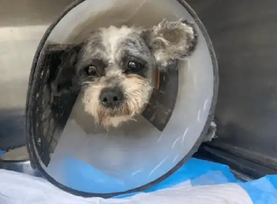 That's what it looks like when it takes off the mantle