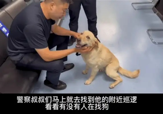 Picked up a dog, accidentally got him a civil servant job