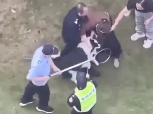 Ma'am was caught by three security guards who couldn't get a dog certificate