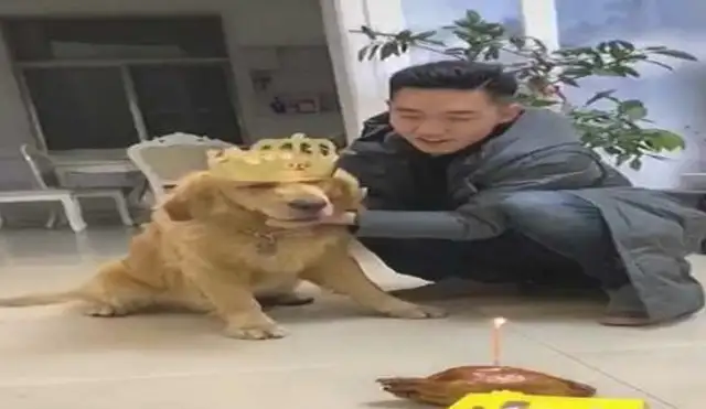 Netizen gave it a golden birthday and forced it to put out the candles