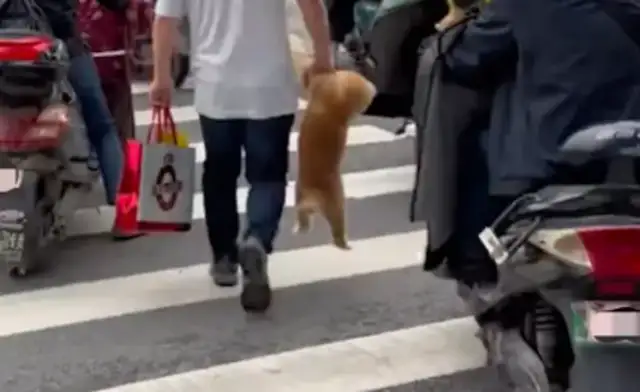 When you cross the street, you bring up the dog. Dog: Am I a handbag