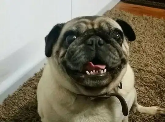The dog lost access to the Internet and asked for help from the Great Facebook