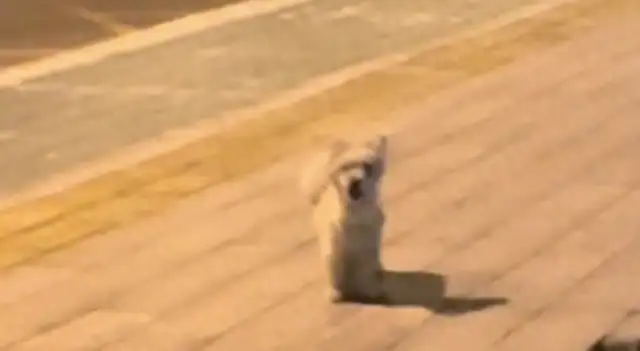 I ran into a stray dog and couldn't find it before I left
