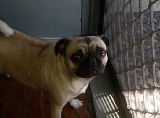 The dog lost access to the Internet and asked for help from the Great Facebook