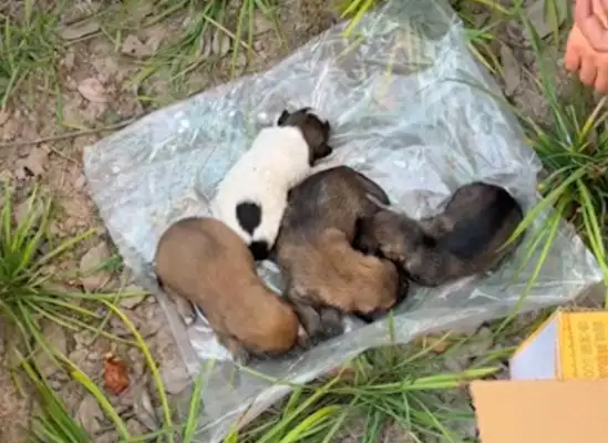 Five newly born dogs are abandoned, girls and colleagues help each other
