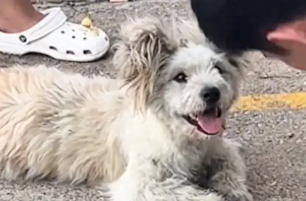 I ran into a stray dog and couldn't find it before I left