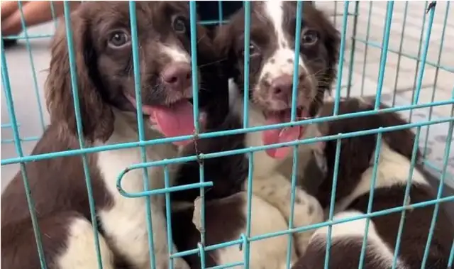 The master took the dog mother to sell the dog, and the dog in the cage called for help