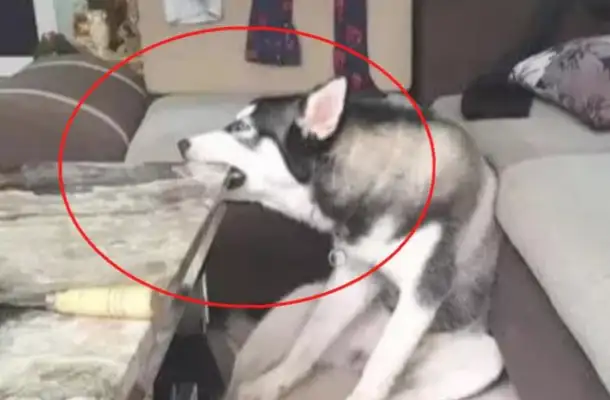 Two-hundred-hundred bit the table in the house. The owner changed a natural marble to make him suspect the dog