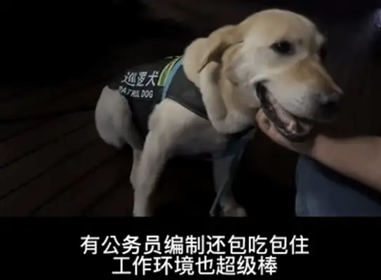 Picked up a dog, accidentally got him a civil servant job