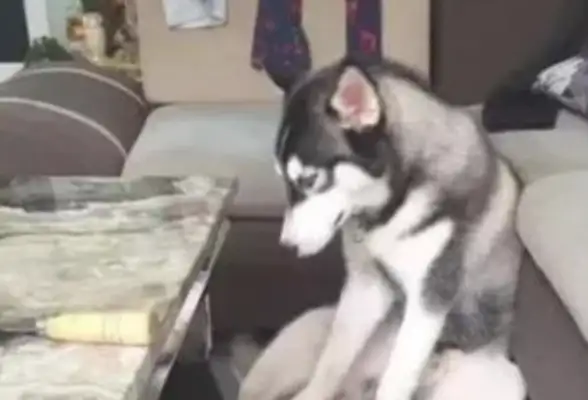 Two-hundred-hundred bit the table in the house. The owner changed a natural marble to make him suspect the dog