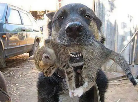 Dogs rush into the fire to save juvenile cats and cross species selfless. Love
