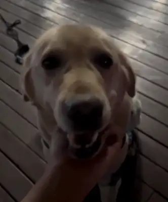 Picked up a dog, accidentally got him a civil servant job