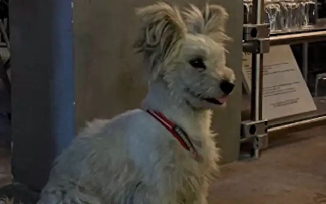 I ran into a stray dog and couldn't find it before I left