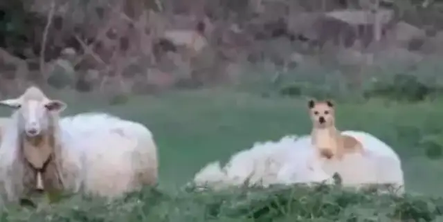 A sheepdog rides around a sheep. It's not a "skin, go!"