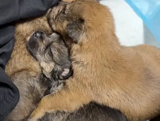 Five newly born dogs are abandoned, girls and colleagues help each other