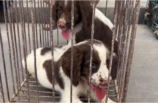The master took the dog mother to sell the dog, and the dog in the cage called for help