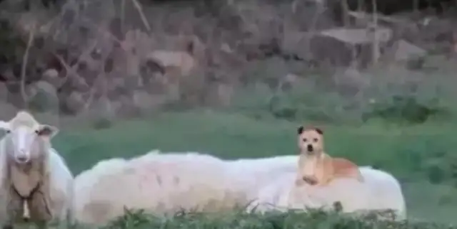 A sheepdog rides around a sheep. It's not a