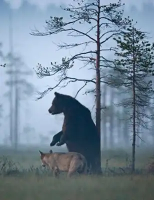 Dogs rush into the fire to save juvenile cats and cross species selfless. Love
