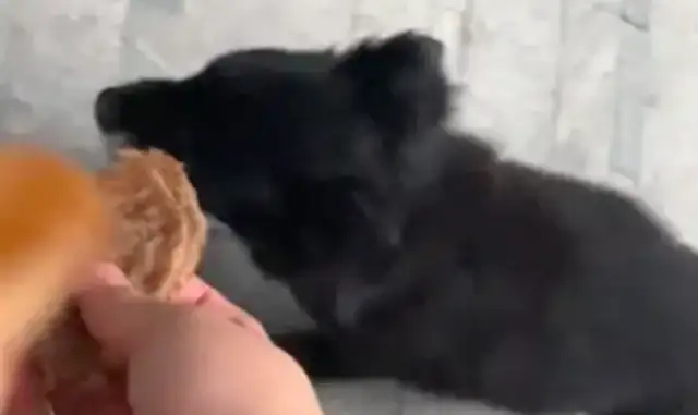 Selling to girls, but girls only want to feed stray dogs, but dogs ignore her
