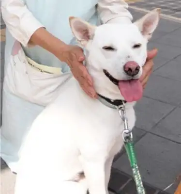 The country's G8 is touched by dog attachment