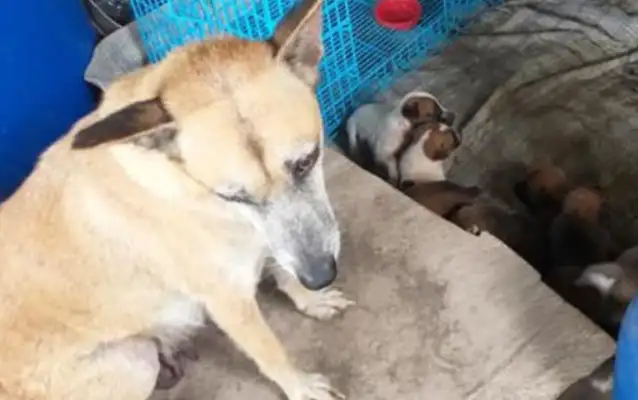 Heartache. Girls find moving sacks on the side of the road, and then they open them up, and they're the mother of a dog and eight little milk dogs