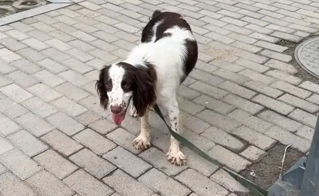 The master took the dog mother to sell the dog, and the dog in the cage called for help