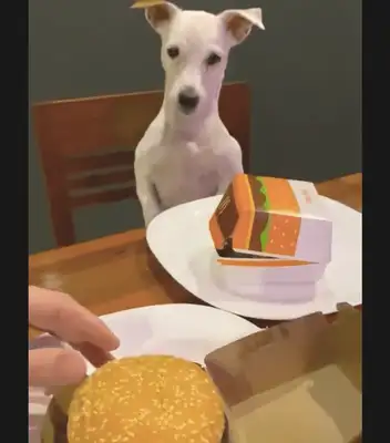 The master bought a special burger for the dog, and he almost spits: you're a real dog