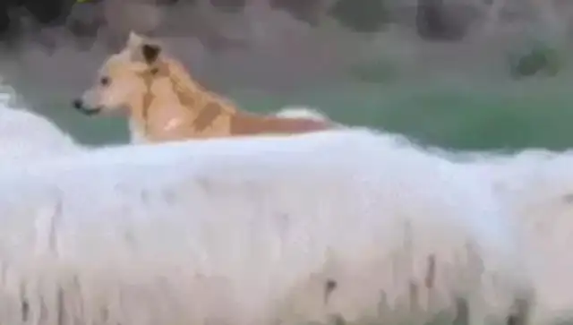 A sheepdog rides around a sheep. It's not a
