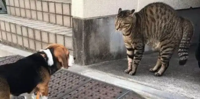 Take the dog out and get scared by a cat. The master will look terrible