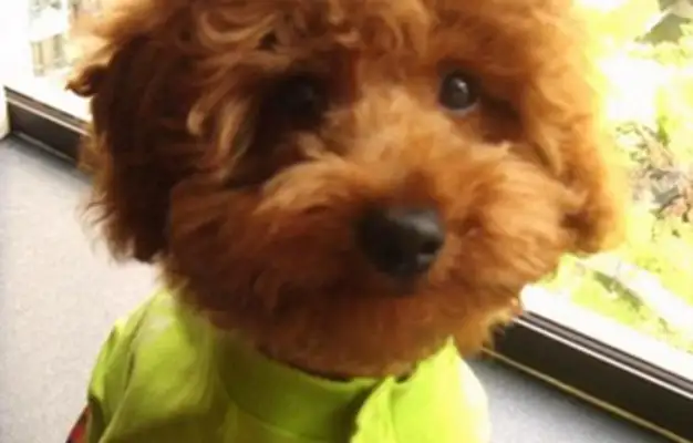 Civilian police recovered the lost Teddy within an hour