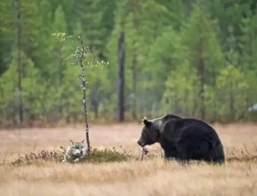 Dogs rush into the fire to save juvenile cats and cross species selfless. Love
