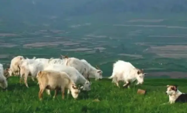 A sheepdog rides around a sheep. It's not a