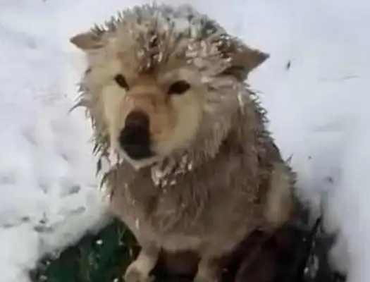 The mother of a dog is shaking with the frost, but she doesn't want to leave