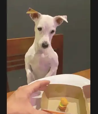 The master bought a special burger for the dog, and he almost spits: you're a real dog