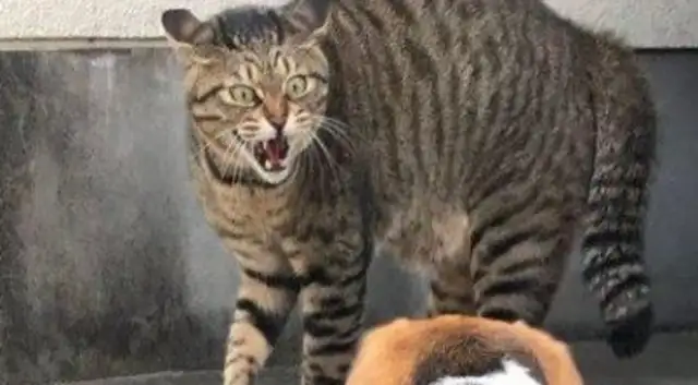 Take the dog out and get scared by a cat. The master will look terrible