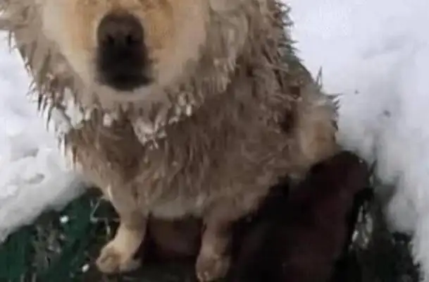The mother of a dog is shaking with the frost, but she doesn't want to leave